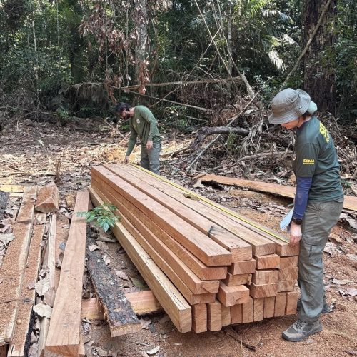 Fiscalização flagra extração ilegal de castanheira e apreende quase 22 m³ de madeira em MT
