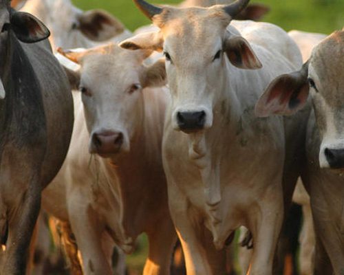 Europa paga até 40% mais pela carne bovina de Mato Grosso, enquanto China lidera compras em volume
