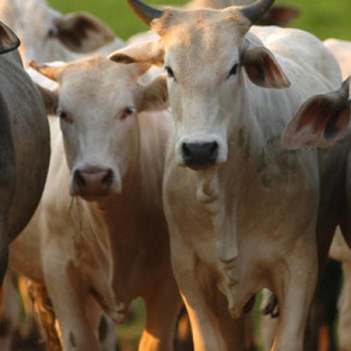 Europa paga até 40% mais pela carne bovina de Mato Grosso, enquanto China lidera compras em volume