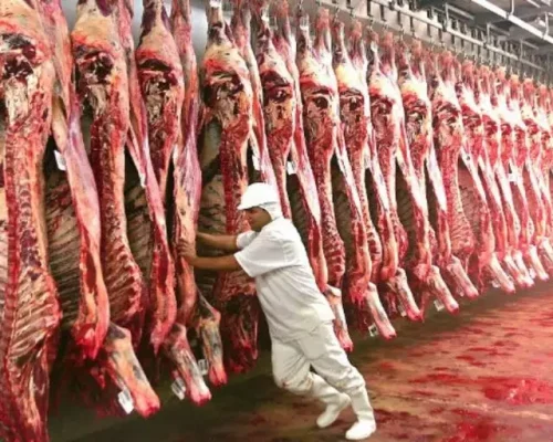 Carne bovina de Mato Grosso conquista mercados e exportações avançam 51% em receita