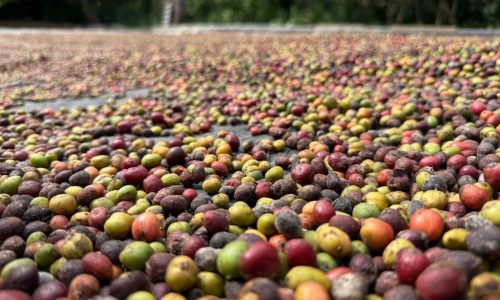 Colniza lança 1º Concurso de Qualidade do Café de Mato Grosso neste sábado (20)
