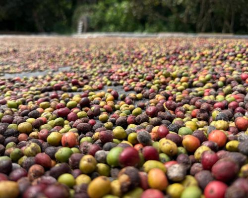 Colniza lança 1º Concurso de Qualidade do Café de Mato Grosso neste sábado (20)