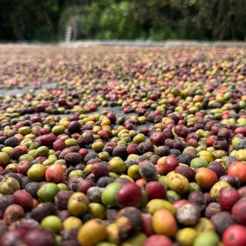 Colniza lança 1º Concurso de Qualidade do Café de Mato Grosso neste sábado (20)