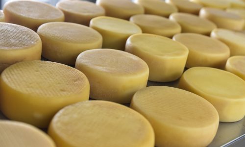 Festival do Queijo reúne produtores, concursos e gastronomia para fortalecer a cadeia do leite em Mato Grosso