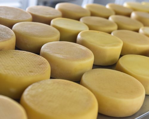 Festival do Queijo reúne produtores, concursos e gastronomia para fortalecer a cadeia do leite em Mato Grosso