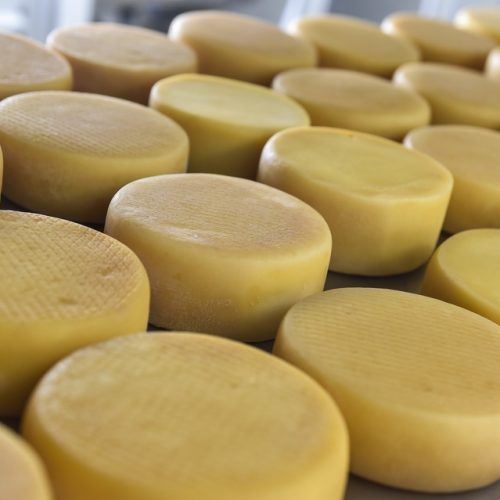 Festival do Queijo reúne produtores, concursos e gastronomia para fortalecer a cadeia do leite em Mato Grosso