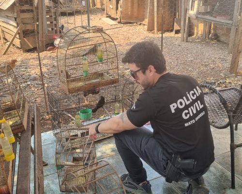 Polícia Civil investiga 25 denúncias de maus-tratos de animais em Cuiabá e Várzea Grande