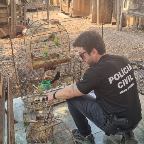 Polícia Civil investiga 25 denúncias de maus-tratos de animais em Cuiabá e Várzea Grande