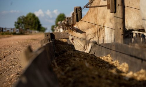 Mato Grosso amplia abate de bovinos em 43% desde 2006