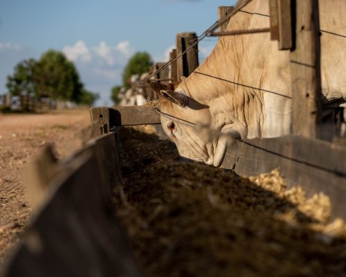 Mato Grosso amplia abate de bovinos em 43% desde 2006