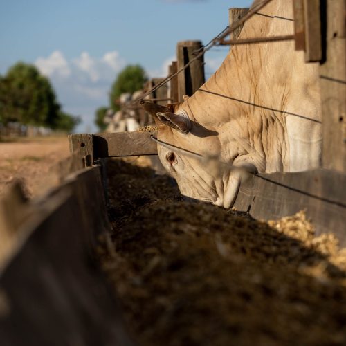 Mato Grosso amplia abate de bovinos em 43% desde 2006