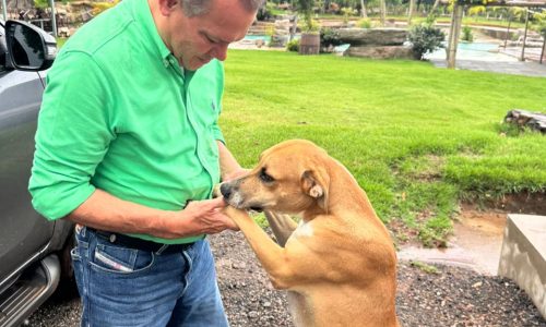 Projeto de Wellington Fagundes ganha força diante do aumento de casos de maus-tratos a animais no país