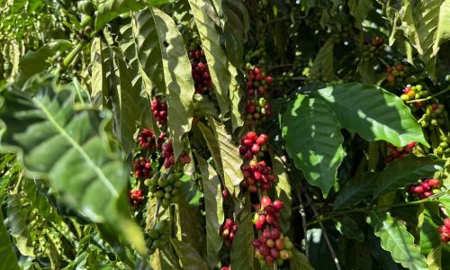 Expedição Rota do Café leva pesquisas e orientações técnicas a produtores de MT