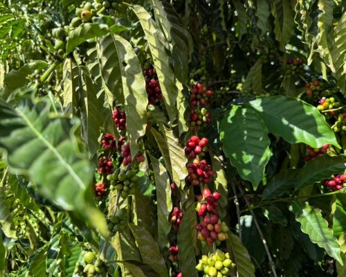 Expedição Rota do Café leva pesquisas e orientações técnicas a produtores de MT