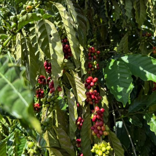 Expedição Rota do Café leva pesquisas e orientações técnicas a produtores de MT