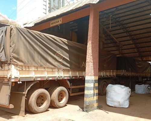 Jovem é preso ao tentar carregar caminhão com soja usando CNH falsa em fazenda de MT