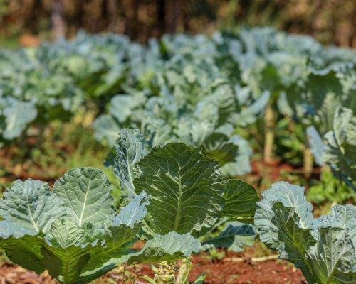 Projeto escolar em MT integra tecnologia, sustentabilidade e alimentação saudável