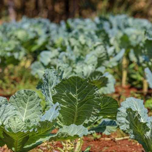 Projeto escolar em MT integra tecnologia, sustentabilidade e alimentação saudável