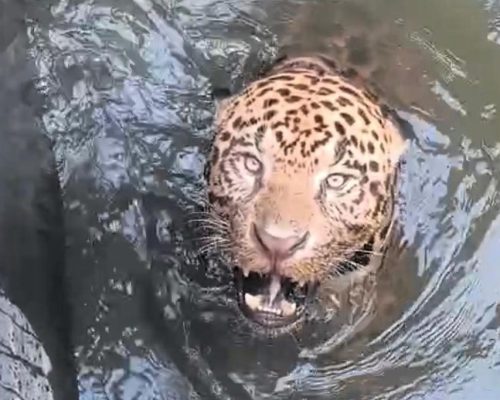 Onça-pintada é resgatada após horas presa em canal e mobiliza força-tarefa em Mato Grosso