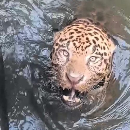 Onça-pintada é resgatada após horas presa em canal e mobiliza força-tarefa em Mato Grosso