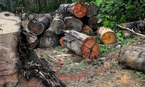 desmatamento - madeira 