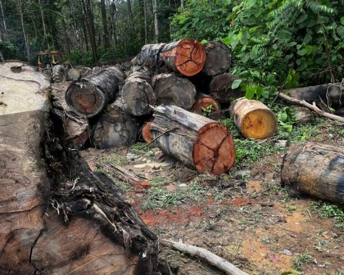 desmatamento - madeira 
