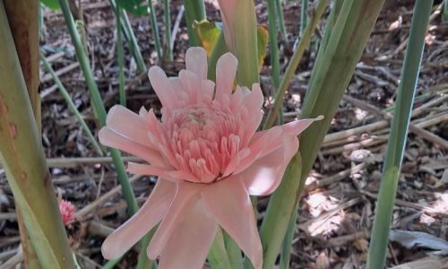 Projeto da Unemat impulsiona cultivo de flores tropicais e gera nova fonte de renda para agricultores  Linha fina: