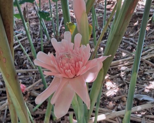 Projeto da Unemat impulsiona cultivo de flores tropicais e gera nova fonte de renda para agricultores  Linha fina: