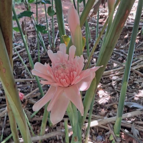 Projeto da Unemat impulsiona cultivo de flores tropicais e gera nova fonte de renda para agricultores  Linha fina: