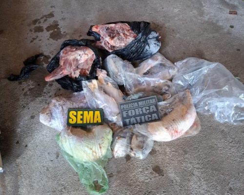 Operação flagra freezeres cheios de peixe ilegal e carne de caça; multas passam de R$ 53 mil em MT