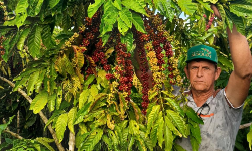Colniza transforma cafeicultura e lidera produção de café em Mato Grosso com apoio do Estado