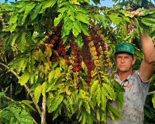 Colniza transforma cafeicultura e lidera produção de café em Mato Grosso com apoio do Estado