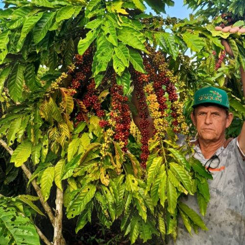 Colniza transforma cafeicultura e lidera produção de café em Mato Grosso com apoio do Estado