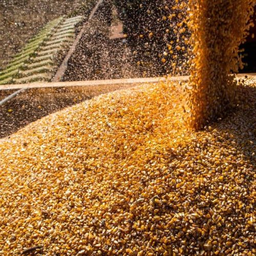 Alta do diesel preocupa produtores e pode pressionar preço dos alimentos, alerta Aprosoja MT