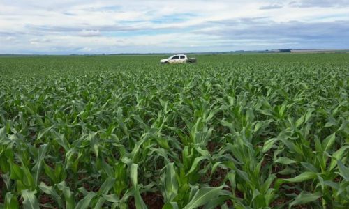 Safra brasileira de grãos deve bater recorde, e Mato Grosso mantém liderança na produção nacional