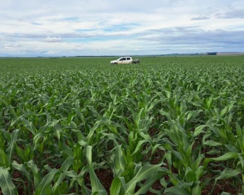 Safra brasileira de grãos deve bater recorde, e Mato Grosso mantém liderança na produção nacional
