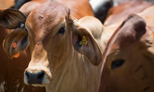 Carne de Mato Grosso amplia presença no exterior e movimenta US$ 2,4 bilhões no semestre