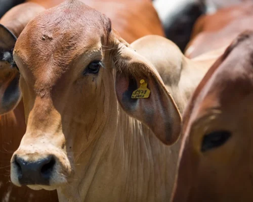Carne de Mato Grosso amplia presença no exterior e movimenta US$ 2,4 bilhões no semestre