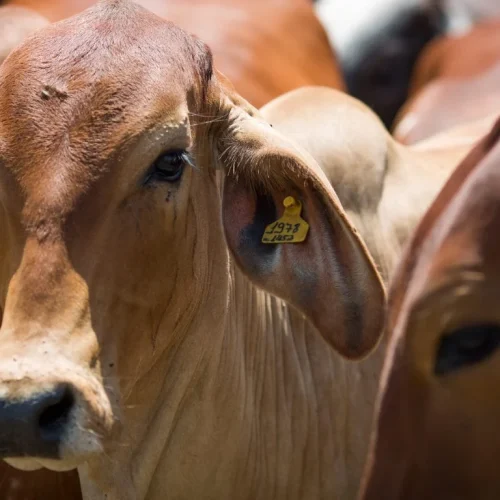 Carne de Mato Grosso amplia presença no exterior e movimenta US$ 2,4 bilhões no semestre