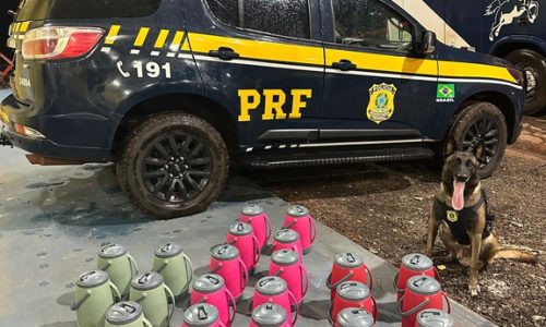 Cão farejador da PRF descobre drogas escondidas em garrafas térmicas na BR-364
