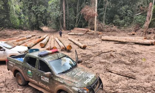 Polícia Ambiental apreende 174 m³ de madeira ilegal durante operação em Marcelândia