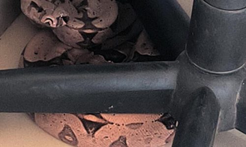 Três serpentes são resgatadas em cidades de Mato Grosso e mobilizam Bombeiros