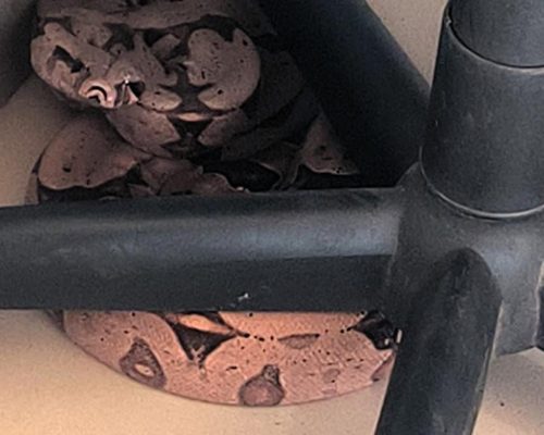 Três serpentes são resgatadas em cidades de Mato Grosso e mobilizam Bombeiros