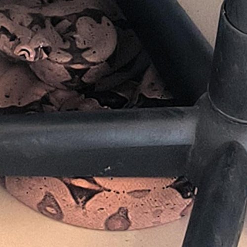 Três serpentes são resgatadas em cidades de Mato Grosso e mobilizam Bombeiros
