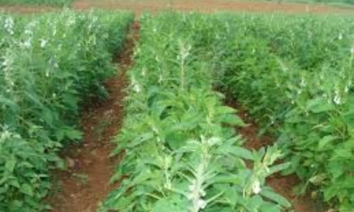 Gergelim impulsiona nova fronteira agrícola e ganha força como segunda safra em Mato Grosso