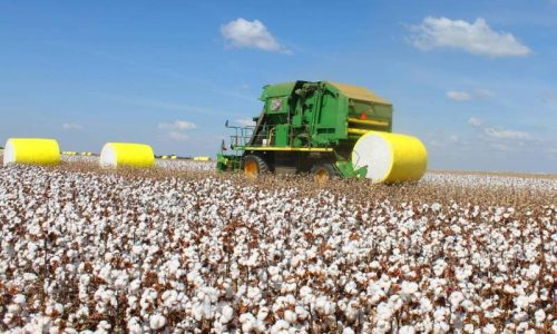 Com colheita do algodão encerrada, MT intensifica combate a pragas enquanto plantio da soja avança 33%