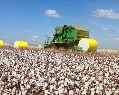 Com colheita do algodão encerrada, MT intensifica combate a pragas enquanto plantio da soja avança 33%