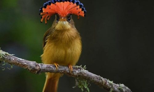 Ave rara ameaçada de extinção impressiona com crista colorida que se abre como um leque; veja fotos