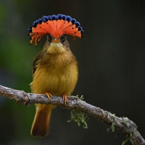 Ave rara ameaçada de extinção impressiona com crista colorida que se abre como um leque; veja fotos