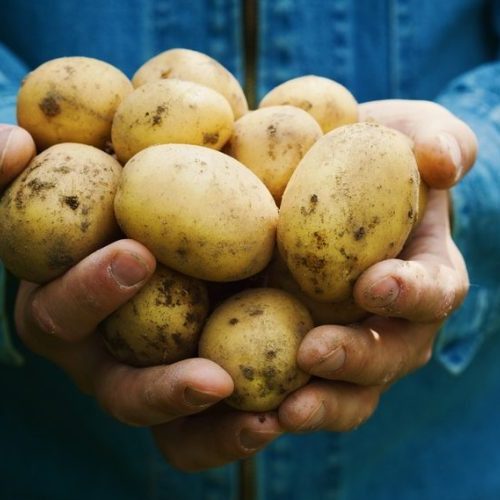 Boa oferta derruba preços da batata e da alface, mas tomate e cebola sobem no atacado
